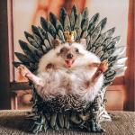 game of thrones hedgehog