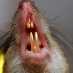 Rat teeth
