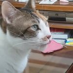 A cat's tongue GIF Template