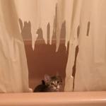 Cat shredding curtains meme
