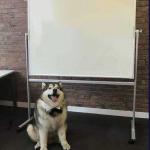Presentation Dog