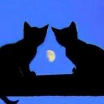 kitties and the moon