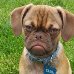 Grumpy dog