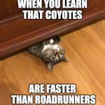 Surprised Cat | WHEN YOU LEARN THAT COYOTES; ARE FASTER THAN ROADRUNNERS | image tagged in surprised cat | made w/ Imgflip meme maker