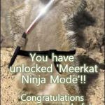 ninja meerkat | You have unlocked 'Meerkat Ninja Mode'!! Congratulations on your wonderful work!!
Next level is 'Warthog Ninja Mode'!! | image tagged in ninja meerkat | made w/ Imgflip meme maker