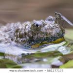 fly sitting on the  frog