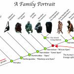 Evolution Ape Family Tree
