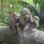 monkey poser