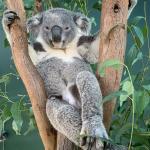 Relaxed Koala meme