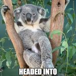 Relaxed Koala | HEADED INTO THE WEEKEND LIKE... | image tagged in relaxed koala | made w/ Imgflip meme maker