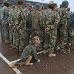 army dog meme