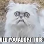 crazy cat | WOULD YOU ADOPT THIS CAT | image tagged in crazy cat | made w/ Imgflip meme maker
