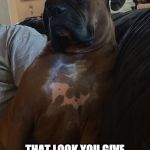 Dog meme | THAT LOOK YOU GIVE WHEN YOU'RE TOLD DORA THE EXPLORER ISN'T MEXICAN | image tagged in dog meme | made w/ Imgflip meme maker