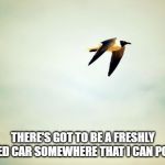 Birds | THERE'S GOT TO BE A FRESHLY WASHED CAR SOMEWHERE THAT I CAN POOP ON! | image tagged in birds | made w/ Imgflip meme maker