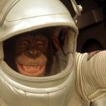 Space Chimp