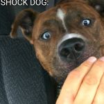 Introducing "Shock dog" | DRIVER: ORDERS 12 CHEESE BURGERS, DOESN'T SHARE; SHOCK DOG: | image tagged in shock dog,dogs,surprised,funny meme,shocked,shocked face | made w/ Imgflip meme maker