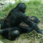 Having Sex People Style