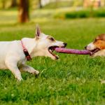 Tug of War