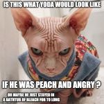 Bleached & Angry Yoda | IS THIS WHAT YODA WOULD LOOK LIKE; IF HE WAS PEACH AND ANGRY ? OR MAYBE HE JUST STAYED IN A BATHTUB OF BLEACH FOR TO LONG | image tagged in ugly cat,yoda,star wars,fun,bleach,cat | made w/ Imgflip meme maker