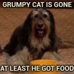 For your consideration , Buck Bundy in 2020 | GRUMPY CAT IS GONE; AT LEAST HE GOT FOOD | image tagged in buck bundy,mascot,election,vote,the most interesting dog in the world | made w/ Imgflip meme maker