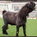 Damascus Goat | THIS WEIRD LOOKING CREATURE IS A DAMASCUS GOAT....... THAT'S IT, NOTHING MORE TO SAY. | image tagged in damascus goat | made w/ Imgflip meme maker