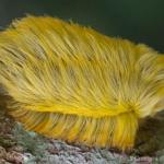 Trump's Hair Caterpillar