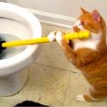 cats with plunger