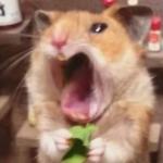 Hamster ate chilli meme