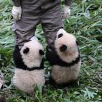 smol panda leggings