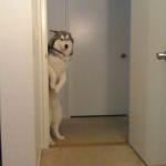 Standing husky creeper