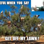 Not Quite What I Expected ... | CAREFUL WHEN  YOU  SAY; GET  OFF  MY  LAWN ! | image tagged in get off my lawn - goats,clint eastwood,rick75230 | made w/ Imgflip meme maker