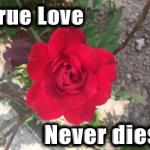 True love never dies red rose
