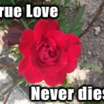 True love never dies red rose | image tagged in true love never dies red rose | made w/ Imgflip meme maker