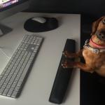 dog tech support