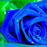 Blue Rose