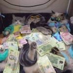 Rich Cat