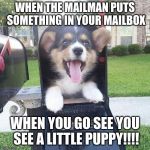Cute doggo in mailbox | WHEN THE MAILMAN PUTS SOMETHING IN YOUR MAILBOX; WHEN YOU GO SEE YOU SEE A LITTLE PUPPY!!!! | image tagged in cute doggo in mailbox | made w/ Imgflip meme maker