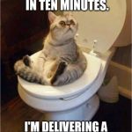 alternate names for no. 2 | image tagged in taking a poop,cats,toilet humor,toilet | made w/ Imgflip meme maker