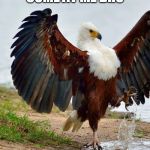 COME AT ME | COME AT ME BRO | image tagged in come at me eagle,come at me bro | made w/ Imgflip meme maker