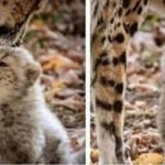 Baby Cheetah