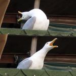 Seagull meme