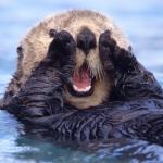 Filterless Otter