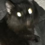 Surpruused cat