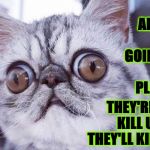 PARANOIA CAT | THE ALIENS MAN! THEY'RE GOING TO TAKE OVER OUR PLANET MAN! THEY'RE GOING TO KILL US I TELL YA THEY'LL KILL US MAN! | image tagged in paranoia cat | made w/ Imgflip meme maker
