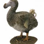 Dodo bird