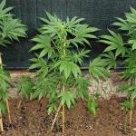 Marijuana gateway grow