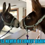 Gorgeous! (Dozer the Donkey) | I’LL NEVER BE LONELY AGAIN | image tagged in gorgeous dozer the donkey | made w/ Imgflip meme maker