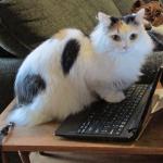 What human // cat on laptop meme