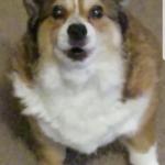 Disgruntled Corgi meme