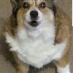 Disgruntled Dog | YOU DIDN'T FEED ME; I POISONED YOU | image tagged in disgruntled corgi | made w/ Imgflip meme maker